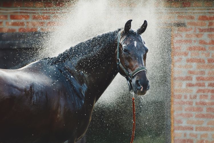 Pferd Abspritzdusche
